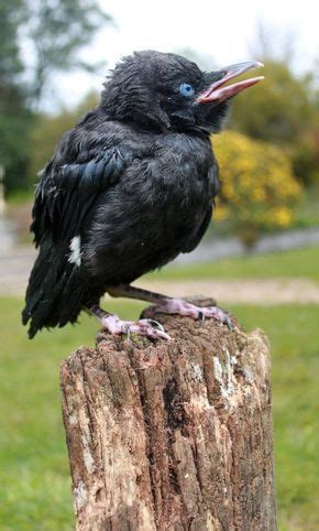 For centuries, ravens have been prominent symbols in mythology and folklore. They were also ...