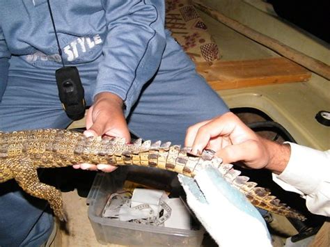 Nile Crocodile Conservation Case Study | The Mohamed bin Zayed Species Conservation Fund