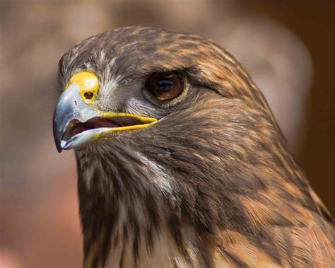 Red-Tailed Hawk. Birds of Prey. Hawks. Wildlife. Professional