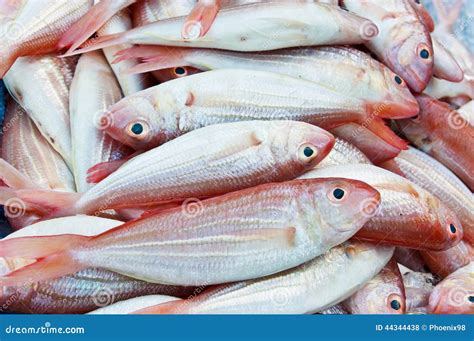 Red sea bream fish stock photo. Image of natural, gourmet - 44344438