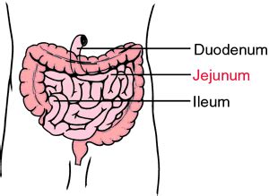 Ileum structure and function | The A Level Biologist - Your Hub