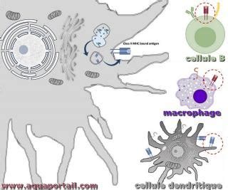 Cellule présentatrice d'antigène : définition et explications