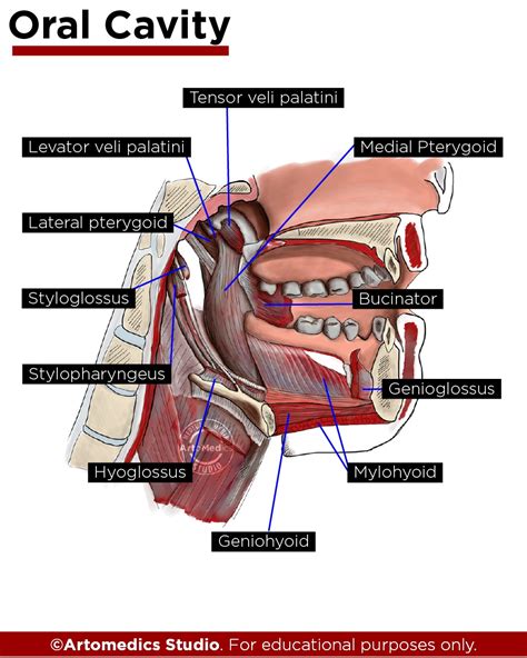 Buccinator Muscle: The wall of your cheeks - Artomedics Studio