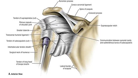 Shoulder Pain