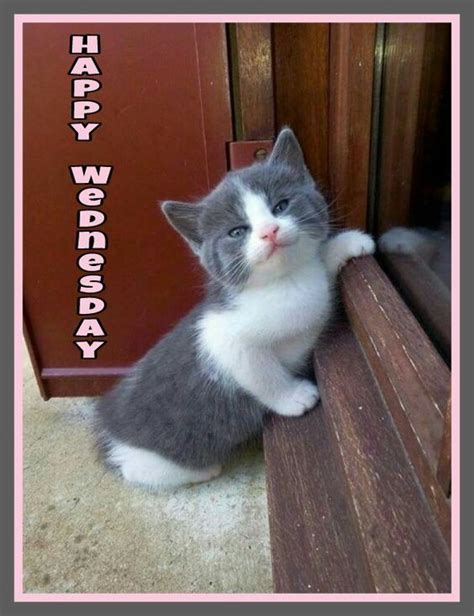 Happy Wednesday | Wednesday greetings, Kittens cutest, Happy wednesday