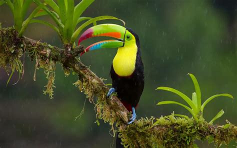 Toucan Wallpapers - Wallpaper Cave