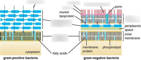 Diagram of Lecture 2 - Gram-Negative vs Gram-Positive Bacteria | Quizlet