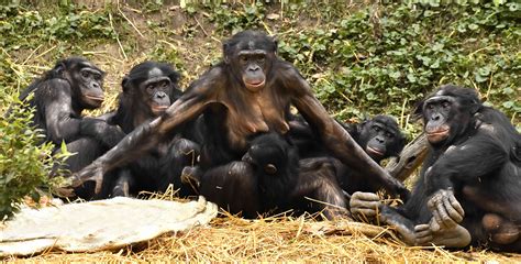 Why Bonobos Are Endangered and What We Can Do