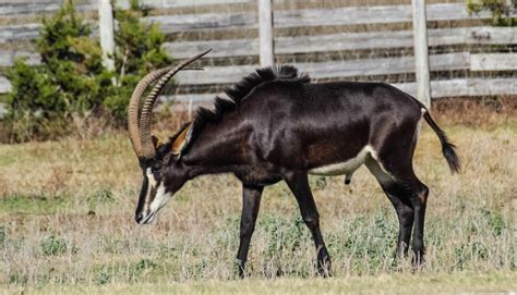 Cannundrums: Sable Antelope