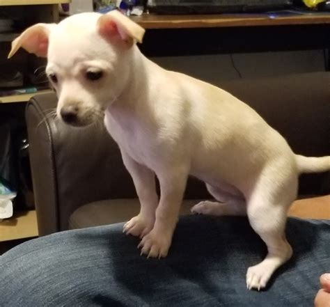 Chiweenie Puppies For Sale | 3rd Avenue North, WA #313247