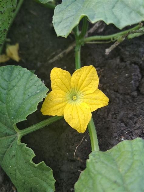 Photo about Beautiful yellow cucumber male flower that bloom. Image of ...