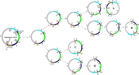 Frontiers | Comparative Genomic Analysis Reveals the Mechanism Driving ...