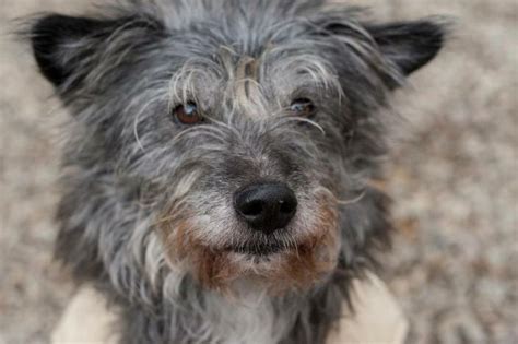 Adopt Kippy on Petfinder | Terrier mix dogs, Small dog breeds, Rescue dogs