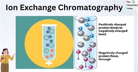 Ion Exchange Chromatography: Principle, Types, Procedure, Applications