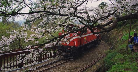 Chiayi: Alishan Day Tour & Multi-Day Tour - Klook