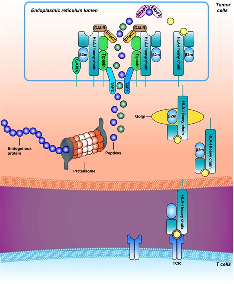 Overview of human leukocyte antigen (HLA)-I antigen processing and ...