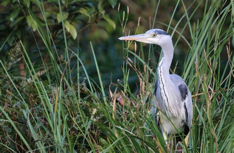 Canon Bird Branch Project | Biodiversity Initiatives | Activities at Canon sites | The ...