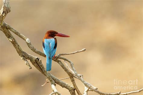 White-throated Kingfisher Photograph by Dr P. Marazzi/science Photo Library - Fine Art America