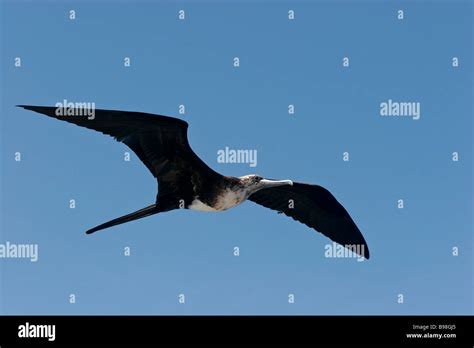 adolescent magnificent frigate bird in flight Galapagos Islands Ecuador ...