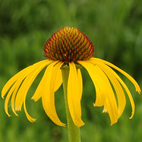 Yellow coneflower – Wild Ones St. Louis