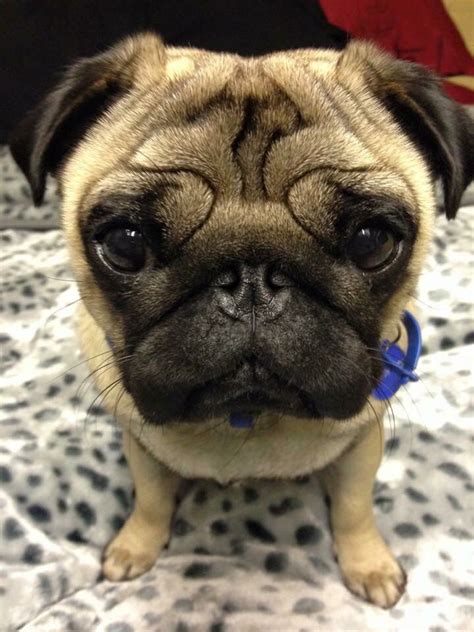 Button nose puggy...awwww! | Daisy dog, Cute pugs, Cute puppies