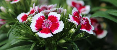 Dianthus Flower Seeds for Sale | Compact, Container-Friendly – Sow Right Seeds