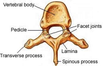 Vertebrae Fracture | Fit For Life Wellness Clinic