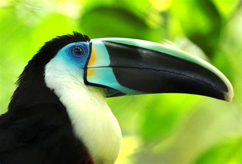 63 Toucan HD Wallpapers | Backgrounds - Wallpaper Abyss | Animal wallpaper, Bird, Animals