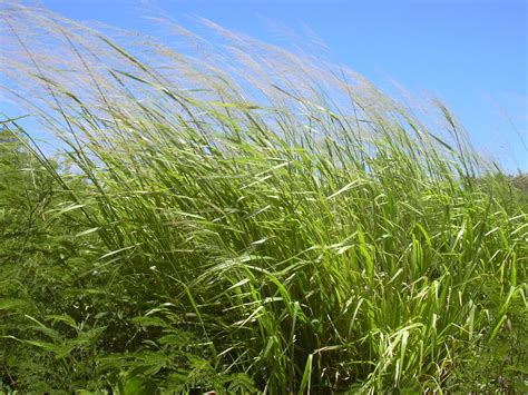 Mejores pastos para ganado lechero - Todo Sobre Agricultura