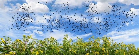 Swarm Birds Sunflowers - Free photo on Pixabay - Pixabay