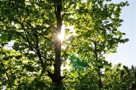 Bright Green Forest Natural Walkway in Sunny Day Light. Sunshine Forest Trees. Sun through Vivid ...