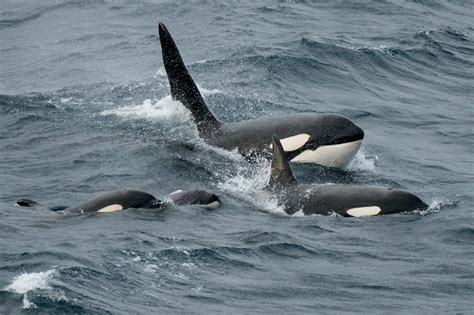 Orca reportedly rams into yacht off coast of Shetland | The Shetland Times Ltd