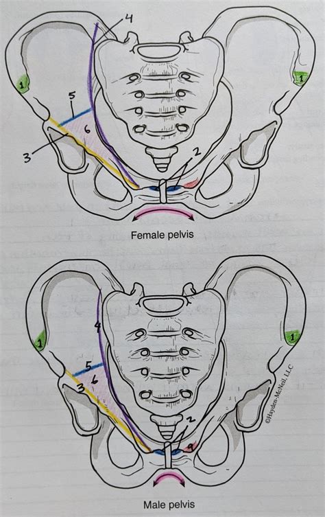 Inguinal Triangle Diagram | Quizlet