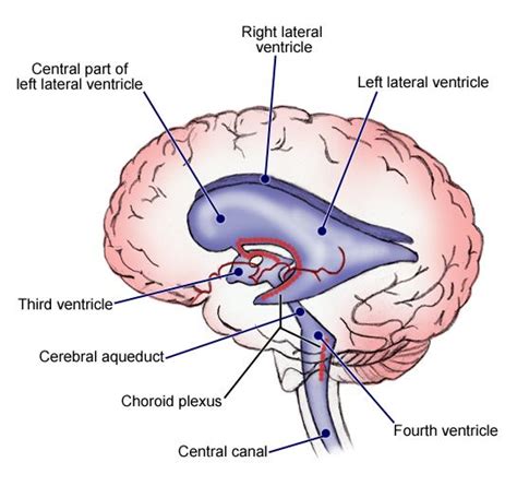 Ventricles of the Brain | Gross anatomy, Brain images, Plexus products