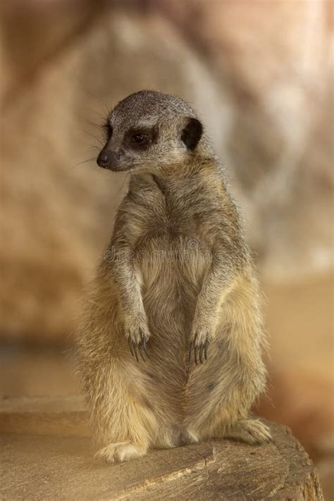 Female Meerkat stock photo. Image of sand, suricate, meerkat - 11672270