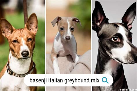 Italian Greyhound Basenji Mix (Photos + 8 Fun Facts About Them ...