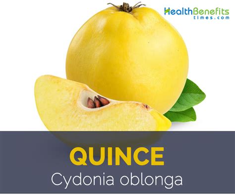 Quince facts and health benefits