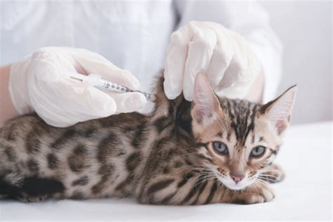 Cat flu symptoms and treatment: Is it life-threatening?