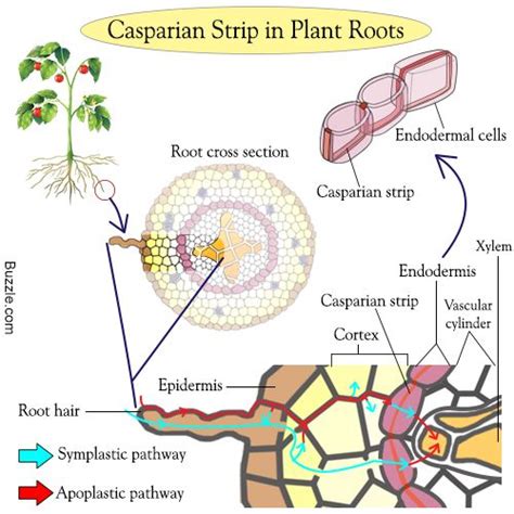 Casparian Strip Diagram | Biología, Botanica, Anatomía