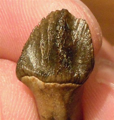 Leptoceratops Dinosaur Tooth