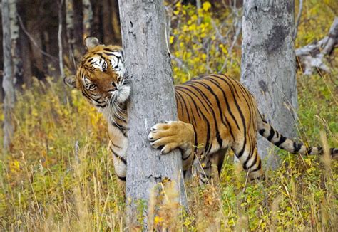 Illegal Hardwood Harvesting Destroys Siberian Tiger Habitat. | elephant journal