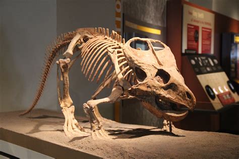 Protoceratops Skeleton