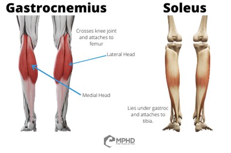 Calf Training 101 - The Muscle PhD