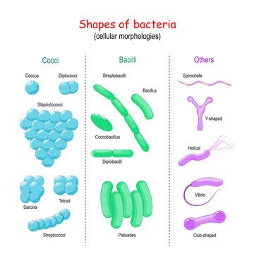 Diplobacilli Bacteria