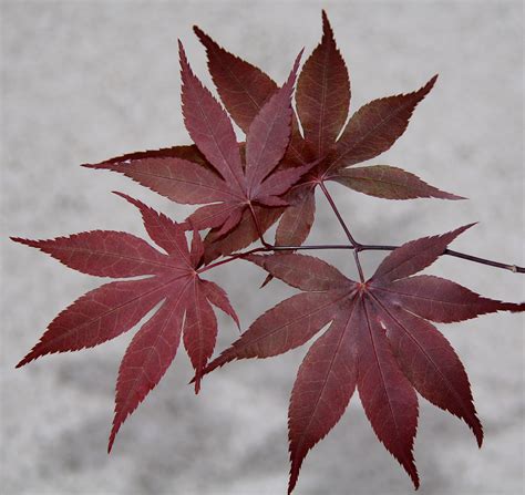 Bloodgood Maple | Acer palmatum 'Bloodgood' - Revolutionary Gardens