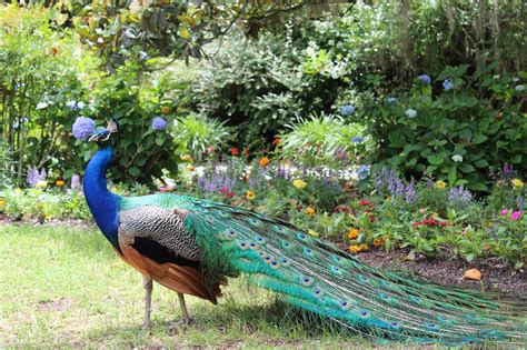 Download free photo of Peacock, colorful, garden, paradise, exotic - from needpix.com