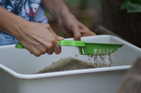 7 Best Clumping Cat Litter Packs on The Market Today