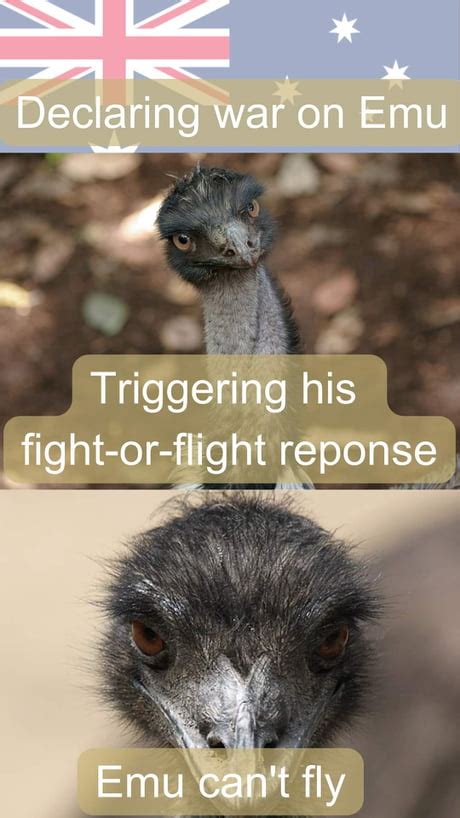 Best Funny Emu Memes - 9GAG