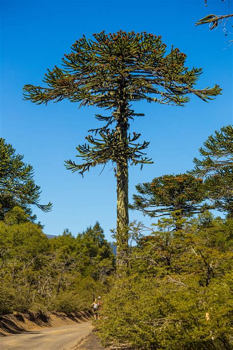 Araucaria araucana - Wikidata