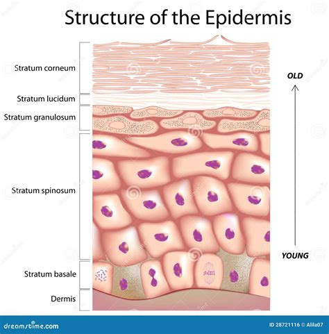 Epidermis of the skin stock vector. Illustration of healthcare - 28721116